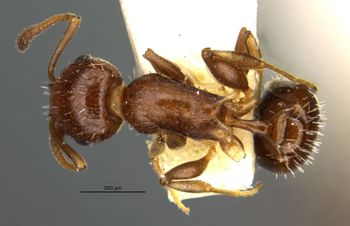 Media type: image;   Entomology 16371 Aspect: habitus dorsal